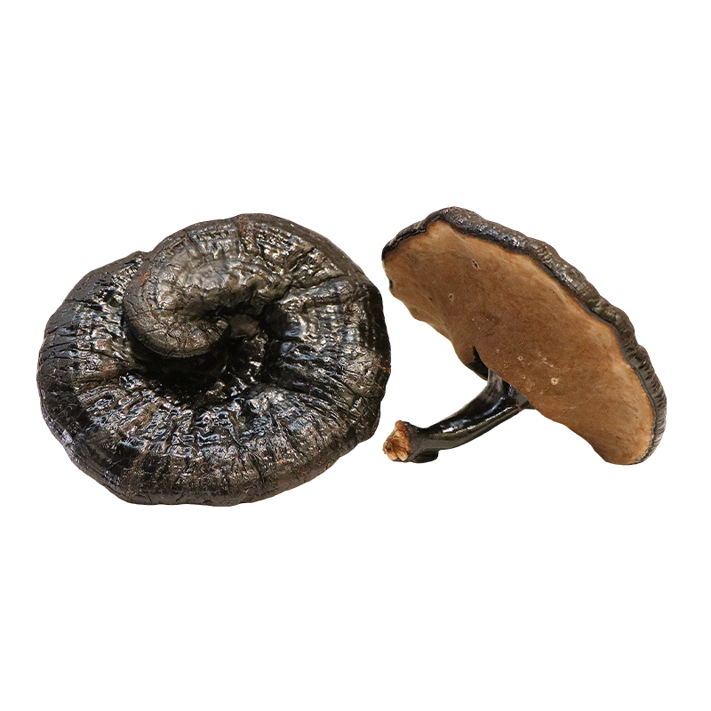 Hong Kong Kai Tai Wild Ganoderma Wild Purple Ganoderma Lucidum (100g)