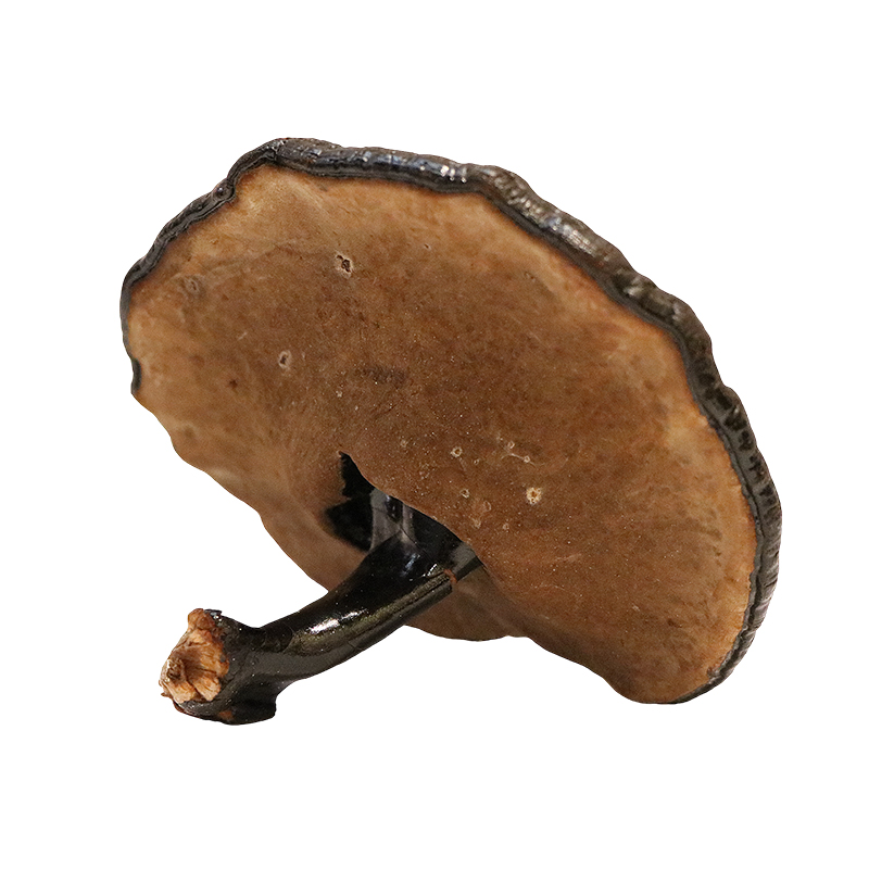 Hong Kong Kai Tai Wild Ganoderma Wild Purple Ganoderma Lucidum (100g)