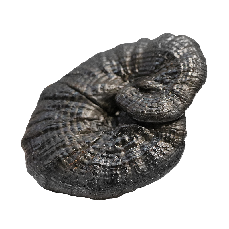 What are the specific mechanisms by which lingzhi regulates the immune system?